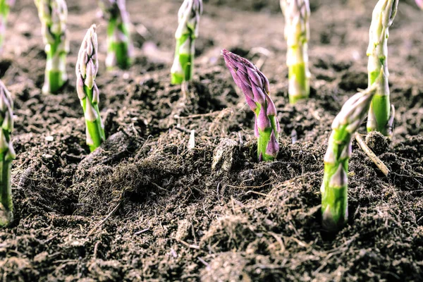 Zbliżenie Zielonymi Szparagami Rosnące Glebie Bio Farm Koncepcja Rolnictwa — Zdjęcie stockowe