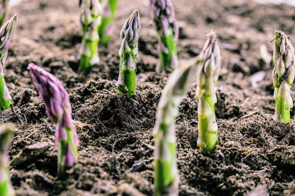 Zbliżenie Zielonymi Szparagami Rosnące Glebie Bio Farm Koncepcja Rolnictwa — Zdjęcie stockowe