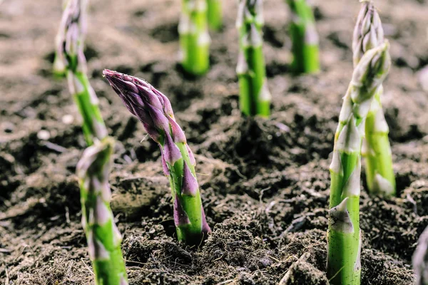 Zbliżenie Zielonymi Szparagami Rosnące Glebie Bio Farm Koncepcja Rolnictwa — Zdjęcie stockowe