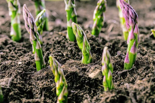 Zbliżenie Zielonych Szparagów Rosnące Glebie Farm Bio — Zdjęcie stockowe