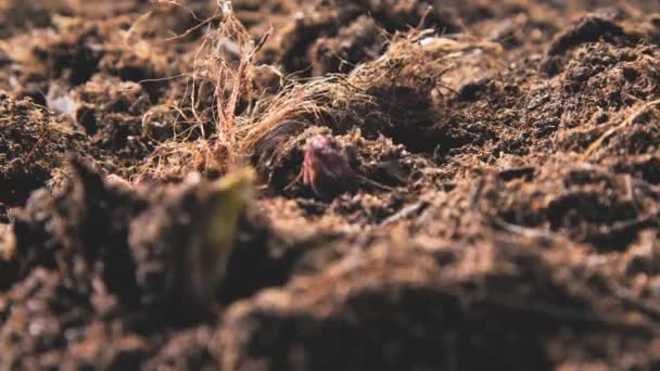 生物农场土壤中生长的绿色芦笋的特写镜头 — 图库视频影像