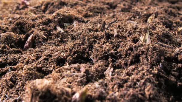 Visão Perto Dos Espargos Verdes Que Crescem Solo Bio Fazenda — Vídeo de Stock