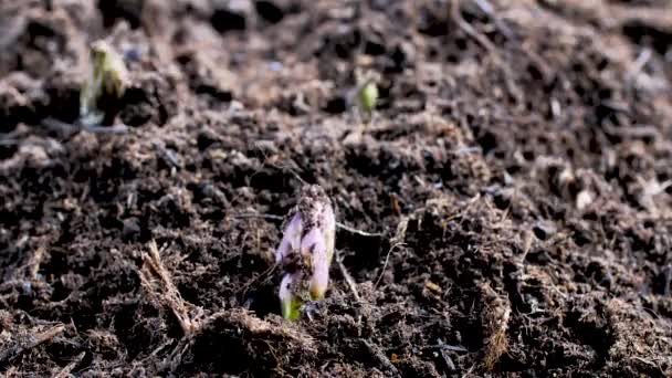 バイオ ファーム 新鮮な製品および農業概念で栽培アスパラガスのクローズ アップ ビュー — ストック動画