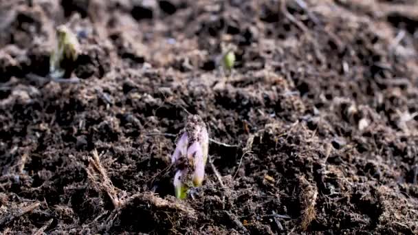 Detailní Pohled Chřestu Pěstování Půdě Bio Farmě Čerstvých Produktů Zemědělství — Stock video