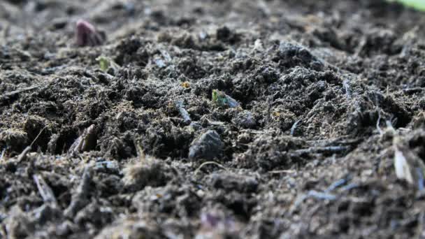 Σπαράγγια Καλλιέργεια Στο Χώμα Στο Αγρόκτημα Βιολογικών Προϊόντων Φρέσκο Προϊόν — Αρχείο Βίντεο