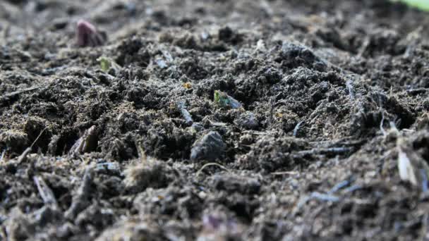 Espargos Crescendo Solo Bio Fazenda Produto Fresco Conceito Agricultura — Vídeo de Stock