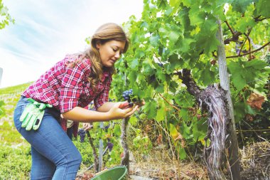 Kareli tişörtlü güzel bir kız üzüm bağında kırmızı üzüm topluyor.