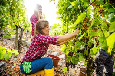 Kareli gömlekli iki güzel kadın üzüm bağlarında kırmızı üzüm topluyor.