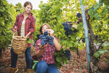 Kareli gömlekli iki güzel kadın üzüm bağlarında kırmızı üzüm topluyor.