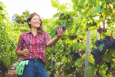 Üzüm bağında kırmızı üzüm toplayan gülümseyen genç bir kadının düşük açılı görüntüsü 