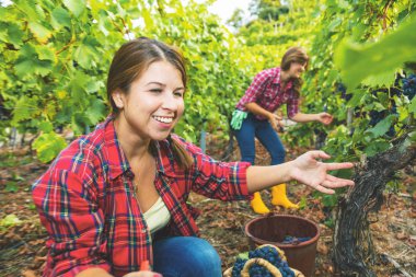 Üzüm bağında kırmızı üzüm toplayan gülümseyen iki genç kadın 