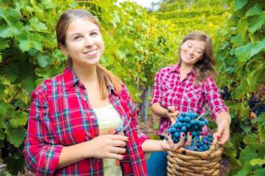 Damalı gömlekli iki genç kadın bağda kırmızı üzüm hasadı