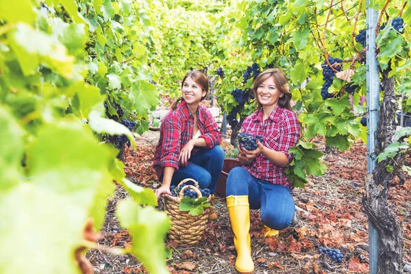 Twee Mooie Jonge Vrouwen Geruite Shirts Oogsten Rode Druiven Wijngaard — Stockfoto