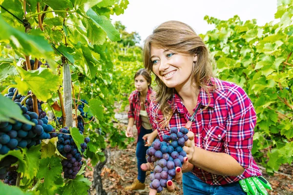 2人の笑顔若い女性収穫赤ブドウでブドウ畑 — ストック写真