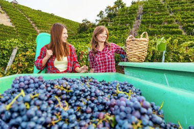 Konteynırların yanında duran ve üzüm bağında kırmızı üzüm toplayan iki genç kadın. 