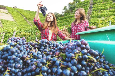 Konteynırların yanında duran ve üzüm bağında kırmızı üzüm toplayan iki genç kadın. 