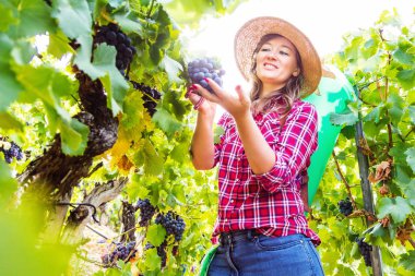 Üzüm bağında kırmızı üzüm toplayan genç bir kadının düşük açılı görüntüsü 