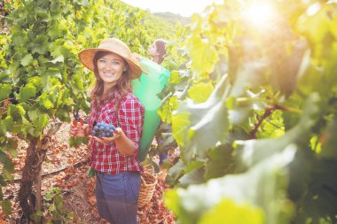 Üzüm bağında kırmızı üzüm toplayan iki genç kadın, seçici odaklı.