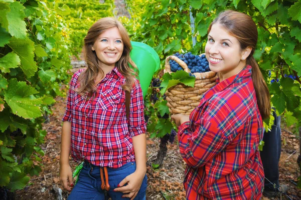 Twee Jonge Vrouwen Met Manden Die Rode Druiven Oogsten Wijngaard — Stockfoto