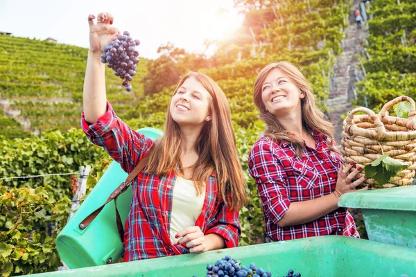 Two young women standing near tractor and harvesting red grapes in vineyard