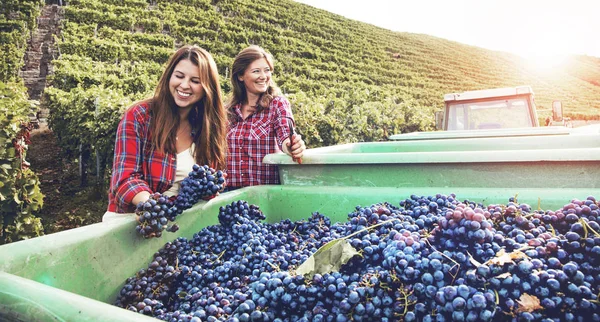 Deux Jeunes Femmes Debout Près Tracteur Récoltant Des Raisins Rouges — Photo