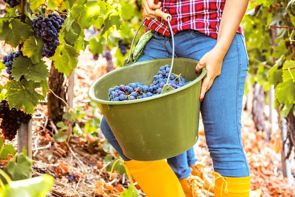 Plan Recadré Jeune Femme Récoltant Des Raisins Rouges Dans Vignoble — Photo