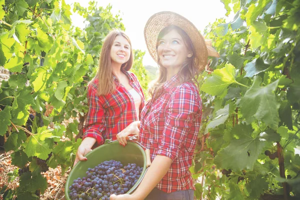 Twee Mooie Jonge Vrouwen Oogsten Rode Druiven Wijngaard — Stockfoto