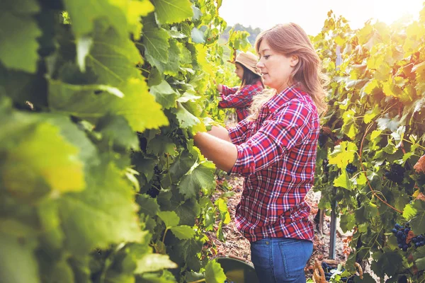 Two Beautiful Young Women Harvesting Red Grapes Vineyard — Stock Photo, Image