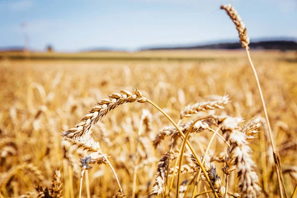 Agriculture Champ Blé Pendant Récolte Soleil Jour — Photo