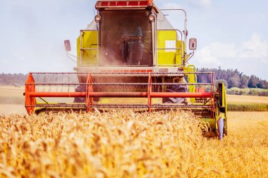 tarımsal çiftlik alanında tahıl bitkileri hasat için birleştirmek