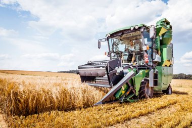 tarımsal çiftlik alanında tahıl bitkileri hasat için birleştirmek