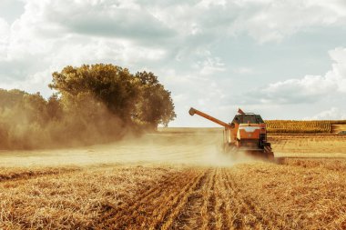 çiftlikte tahıl bitkileri hasat için tarım makinesi 