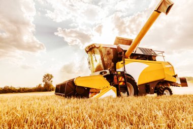 sonbahar gününde tarlada tahıl bitkileri hasat için tarım makinesi