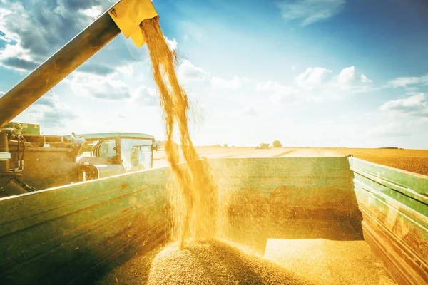 農場で穀物作物を収穫するための農業機械 — ストック写真