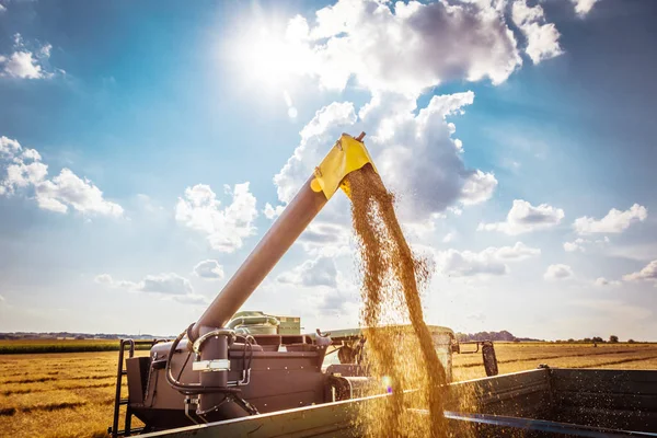 Agricultural Machine Harvesting Grain Crops Farm — Stock Photo, Image