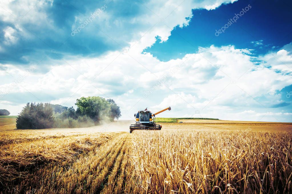 agricultural machine for harvesting on wheat field