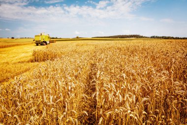 buğday tarlasında tahıl bitkileri hasat için tarım makinesi