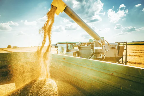 Tarım Makinesi Tarım Tarlasında Tahıl Hasat Etmek Için — Stok fotoğraf