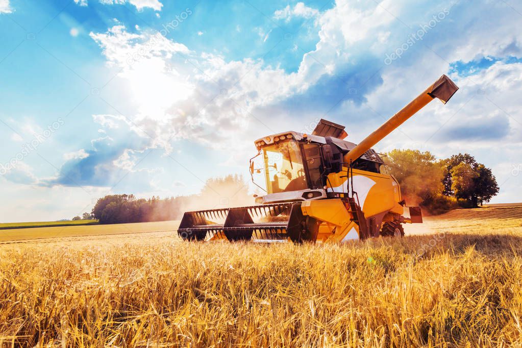 agricultural machine for harvesting grain crops on wheat field