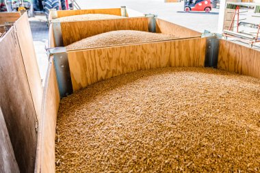 Depo salonunda yeni toplanmış buğday, kalite kontrol.