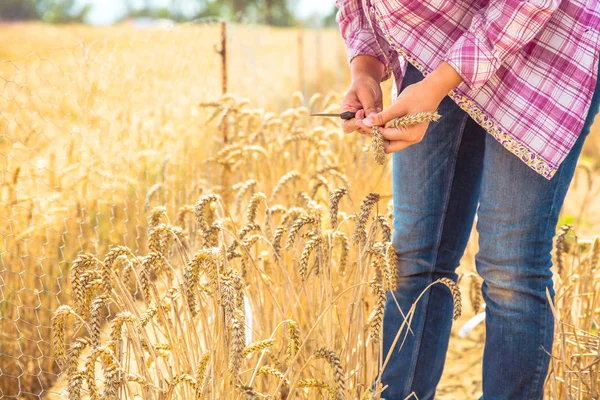 Cropped Shot Person Holding Golden Wheat Ears Field — Stock Photo, Image