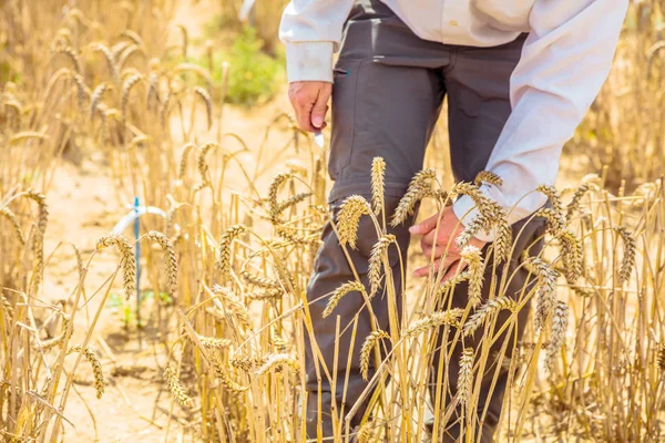 Частковий Вид Людини Тримає Золоті Вуха Пшениці Полі — стокове фото