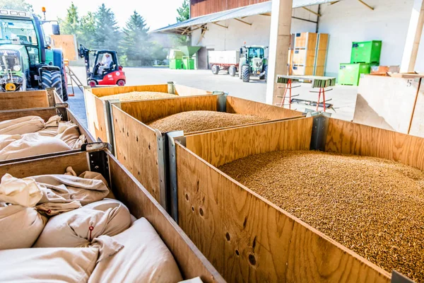 freshly harvested wheat in warehouse hall, quality control