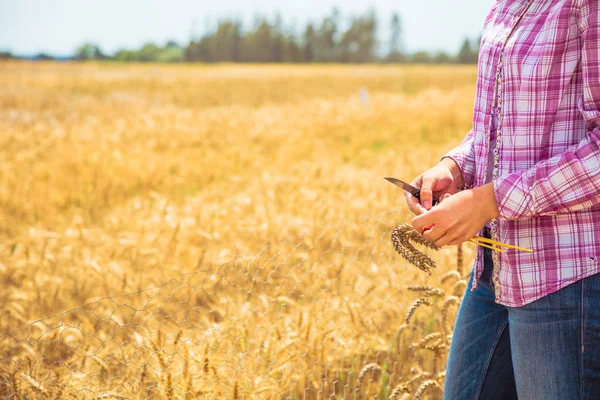 Partial View Person Holding Golden Wheat Ears Field — Stock Photo, Image