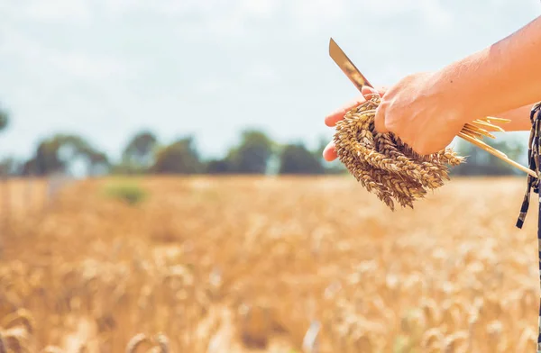 Cropped Shot Young Woman Wheat Field — Stock Photo, Image