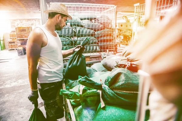 Man Met Gouden Tarwe Opslag Tijdens Oogst — Stockfoto