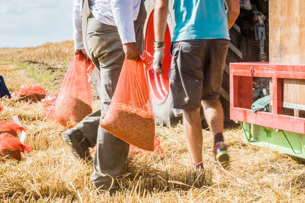 Las Manos Masculinas Con Orejas Trigo Dorado Campo Del Trigo —  Fotos de Stock