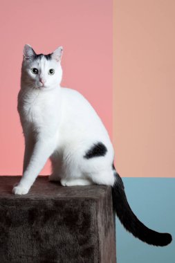 stüdyoda kameraya bakarak sevimli evcil kedi tam uzunlukta görünümü 