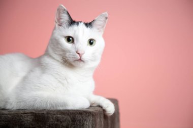 pembe arka plan üzerinde kameraya bakan sevimli kedi yakın çekim görünümü    