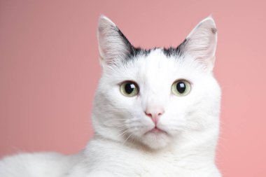 pembe arka plan üzerinde izole kamera bakarak sevimli kedi yakın çekim görünümü  